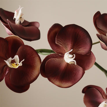 Purple Grand Orchid Flower Blomster