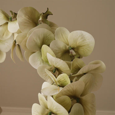 Green Majestic Orchid Flower Blomster