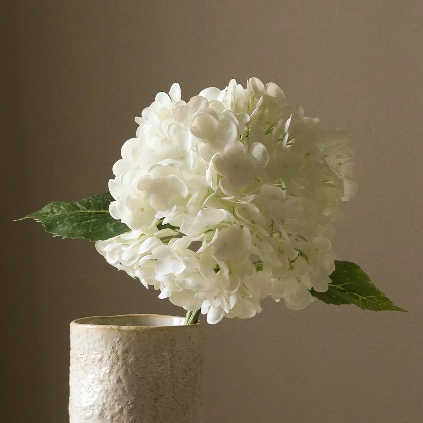 Blomster | White Hydrangea Flower