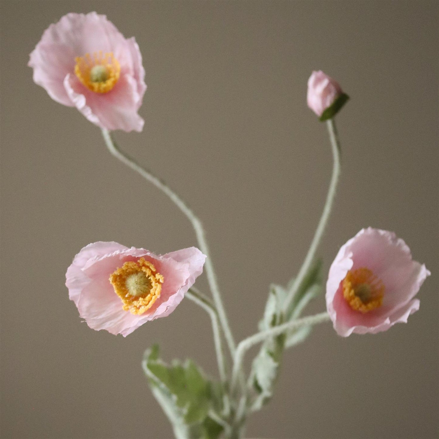 Light Pink Poppy Flower Blomster