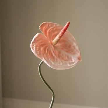 Coral Anthurium Flower Blomster