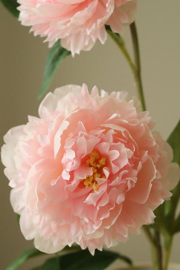 Blomster | Pink Peony Flower