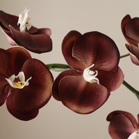 Purple Grand Orchid Flower Blomster