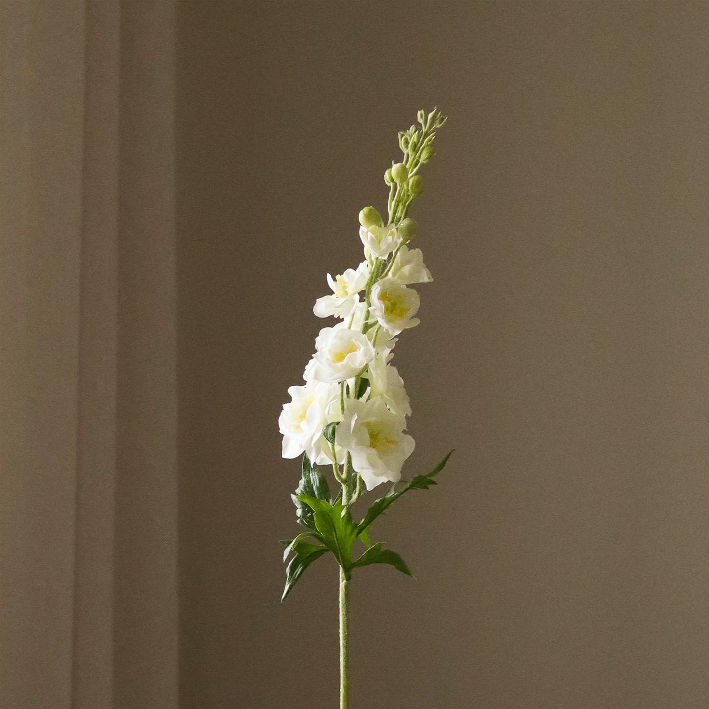 White Delphinium Flower Blomster
