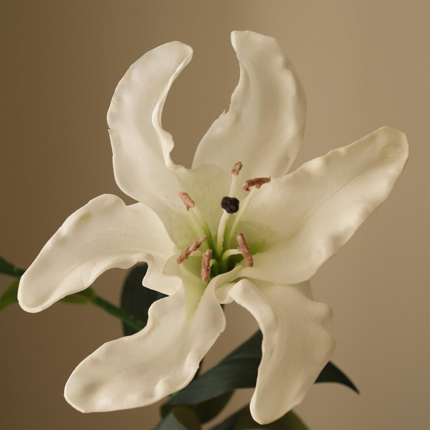 White Large Lily Flower Blomster
