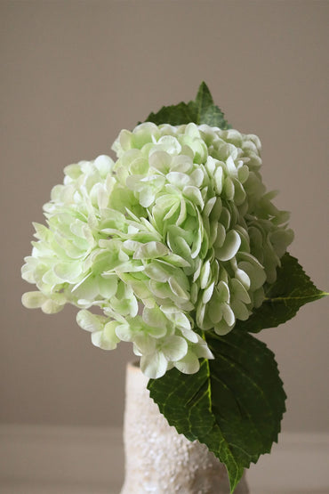 Blomster | Light Green Hydrangea Flower