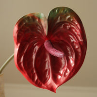 Dark Red Anthurium Flower Blomster