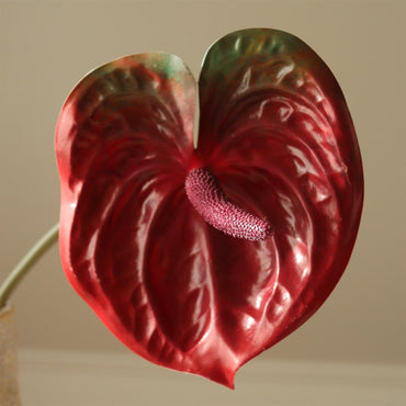 Dark Red Anthurium Flower Blomster