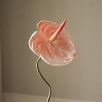 Coral Anthurium Flower Blomster